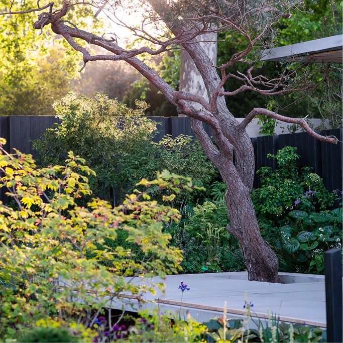 Asthma + Lung UK Breathing Space Garden   RHS Chelsea Flower Show 2026  Lightgraphix Creative Lighting Solutions